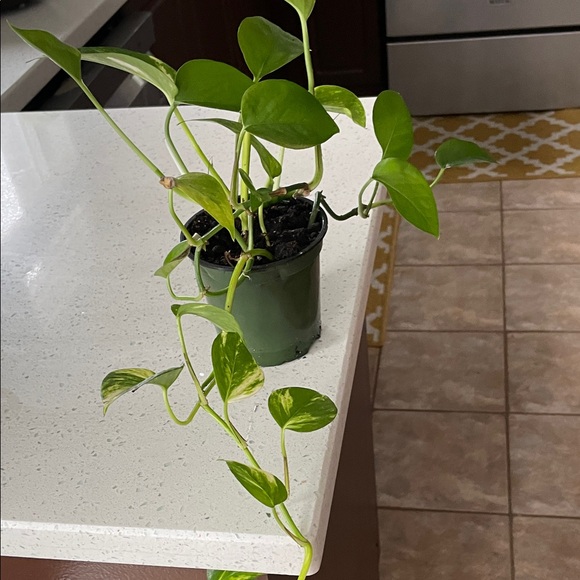 Green Potted Plant - Home Accents Decor - Picture 3 of 4